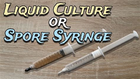 Liquid Cultures. . Isolated spore syringe